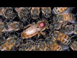 Image result for Queen bee