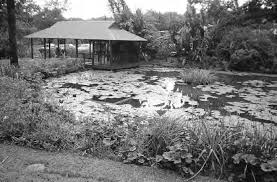 Image result for Kyllingiella microcephala