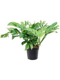 Image result for Bidens pinnatipartita