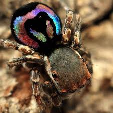 153 Otmetok Nravitsya 5 Kommentariev Michael Project Maratus Michael Doe Project Maratus V Instagram This Tin Jumping Spider Spider Bugs And Insects