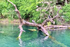 Hours may change under current circumstances San Marcos River In Texas A Fun River Adventure Near San Antonio Go Guides