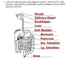 Mrs Albanese S 7th Grade Science Class Digestive System