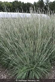Image result for Andropogon schirensis