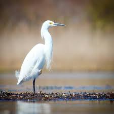 Birds Of Cape Cod Snowy Egret Snowyegret Egret Falmouth Capecod Birds Birding Birdwatching Birdphotography Birds Backyard Birds Bird Photography