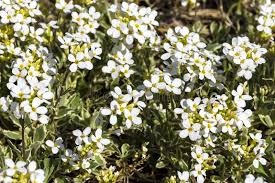 Image result for Arabis alpina