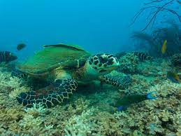 Underwater Photography Sairee Cottage Diving Koh Tao Turtle Sairee Cottage Diving Koh Tao Thailand Underwater Photography Underwater Diving