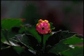Pink Dahlia Blooming Flowers Gif Beautiful Gif Blooming Flowers