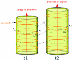 Check spelling or type a new query. Diffuse And Anisotropic Growth Of The Internodal Cell Of C Corallina Download Scientific Diagram