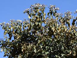 Image result for Cordia africana
