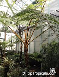 Image result for Cyphia erecta