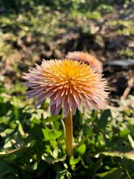 Image result for Taraxacum