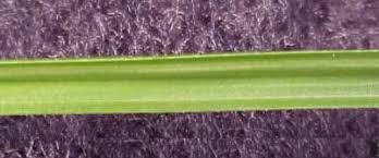 Image result for Kyllinga stenophylla