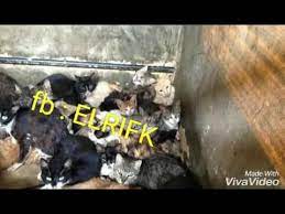 We did not find results for: La Galoufa Ú¨Ø§Ù„ÙˆÙØ© Youtube
