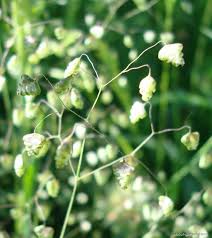 Image result for Briza minor