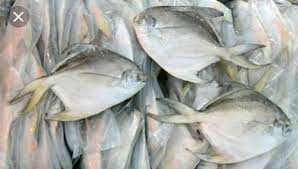 We did not find results for: Ikan Bawal Putih Koperasi Nelayan Rakyat Indonesia
