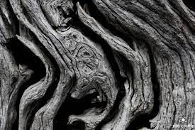 No Name Of Photographer I Like This Image On How It Has A Broad Contrast Organic Lines And And Open Crop Texture Photography Nature Texture Landscape Texture