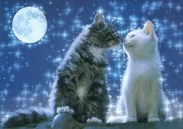 Imagenes de gatos haciendo el amor. Gifs Animados De Amor Y Gatitos Gifs Animados