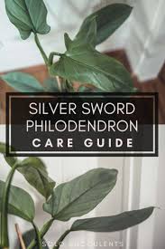 Philodendron Hastatum Silver Sword Philodendron Care Guide Tips For Growing A Healthy Philodendron In Yo In 2020 Philodendron Philodendron Care Philodendron Plant