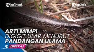 Bukan sekadar kabar buruk, kabar itu bisa. Arti Mimpi Digigit Ular Menurut Pandangan Ulama Youtube