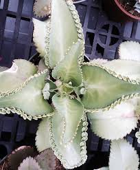 I Love Kalanchoe Daigremontiana Succulents Interesting Things Plants