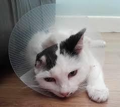 💜 Lorraine's cancer journey 💜 Lorraine has her own personal reasons for  launching the Council Cancer Challenge. “I was 45 when I was diagnosed in  2018 with an aggressive throat cancer –