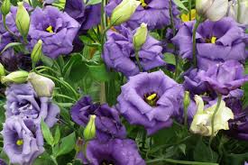 Image result for eustoma lisianthus in garden