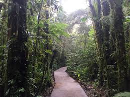 Reserva bosque nuboso santa elena | 2020 : Im Nebelwald Von Santa Elena Weltreize