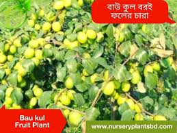 4.4 out of 5 stars 730. The Best Bau Kul Fruit Trees For Sale 2021