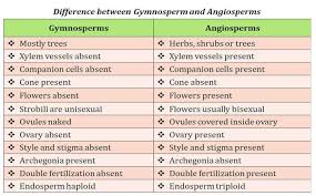 Gymnosperms Vs Angiosperms Gymnosperm Biology Lessons Phonological Awareness