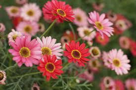 Return to the search box and paste in the url (ctrl+v or command+v). 45 Best Summer Flowers Beautiful Flowers That Bloom All Summer