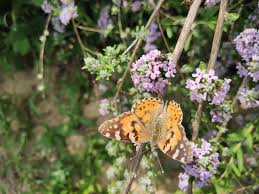 Image result for Komule střídavolisté