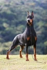 pin on who doesn t love dobermans