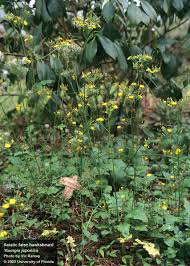 Image result for Youngia japonica