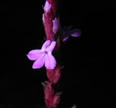 Image result for Striga junodii