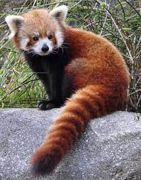 Red Panda Red Panda Cute Baby Animals Baby Animals Funny