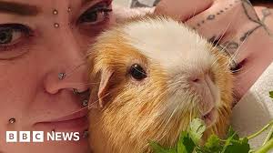 Fostering abandoned pets for the RSPCA is 'joy and heartbreak'