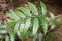 Image result for Marattiaceae