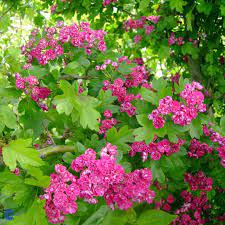 Inden nogen shopper rødtjørn i en online forretning bør man når alt kommer til alt sætte sig ind i. Rodtjorn Crataegus X Media Paul S Scarlet Webplanteskolen Dk