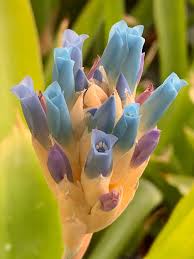 Image result for Seidelia