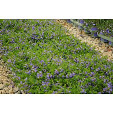 Image result for Scaevola