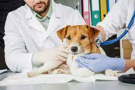 Online veterinary care was developed mainly for asking about behavior and basic care and is not a good option in an emergency. Places To Turn When You Can T Afford Vet Care Petfirst
