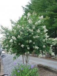 Acoma Crape Myrtle 3 In The Front Of The House Near The Fence Crape Myrtle Myrtle Tree Landscaping Inspiration