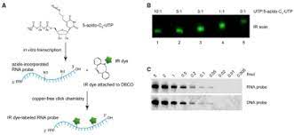 3) add in the following order to assemble the transcription reaction. Northern Blots 0 05 Fmol Detection Limit With Near Ir Rna Probes News Blog Jena Bioscience