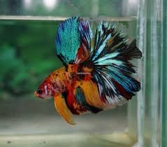 Tropical Fish Healthy Betta Base Yellow Candy Koi Halfmoon Male Tropische Fische Kampffisch Betta Fisch