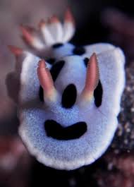 Kết quả hình ảnh cho sên biển