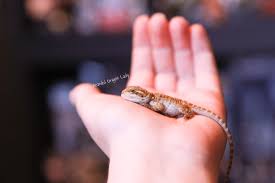 Bearded Dragon Lady Blog - Bearded Dragon Lady