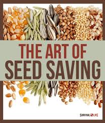 Important Self Sufficiency Skills To Learn Graines De Jardin Ensemence Conseils De Jardinage