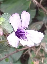 Image result for Dyschoriste thunbergiiflora