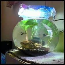 Berikut ini ada beberapa macam bentuk jenis aquarium mini bulat dengan desain unik dan cantik yang dapat. Jual Fish Bowl 7 Liter Shella Aquarium Bulat 7l Toples Ikan Undian Akuarium Makassar Hobi