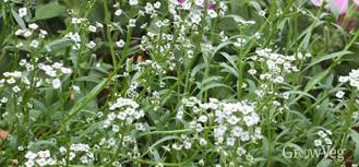 Plant candytuft in raised beds or as sprawling ground cover in your garden. 10 Quick Blooming Flowers To Grow From Seed